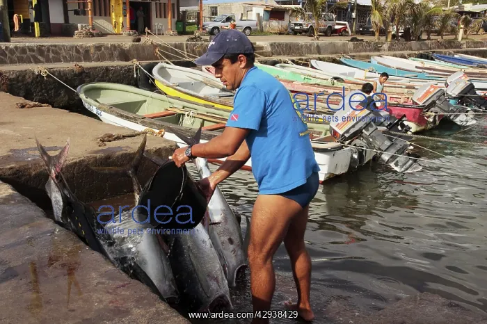 : Tuna fisherman : Tuna fisherman