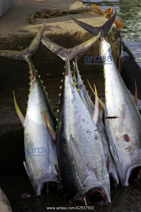 : Tuna, a recent catch : Tuna, a recent catch