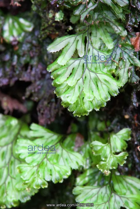 : Tunbridge Filmy Fern - Golitha Falls : Tunbridge Filmy Fern - Golitha Falls