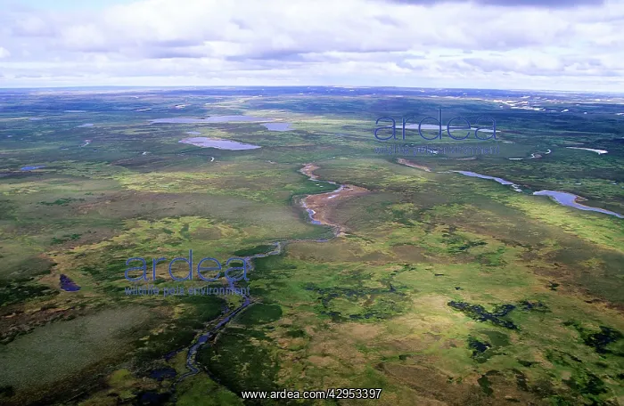 : Tundra - aerial view from a helicopter : Tundra - aerial view from a helicopter