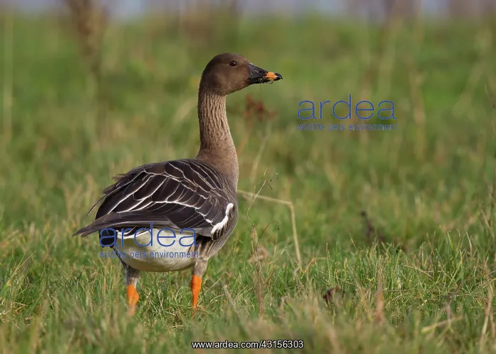 : Tundra Bean Goose : Tundra Bean Goose