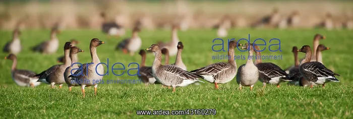 : Tundra Bean Goose : Tundra Bean Goose