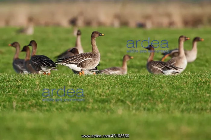 : Tundra Bean Goose : Tundra Bean Goose