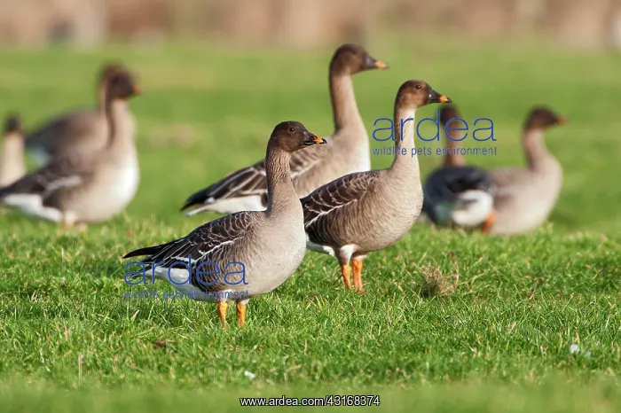 : Tundra Bean Goose : Tundra Bean Goose