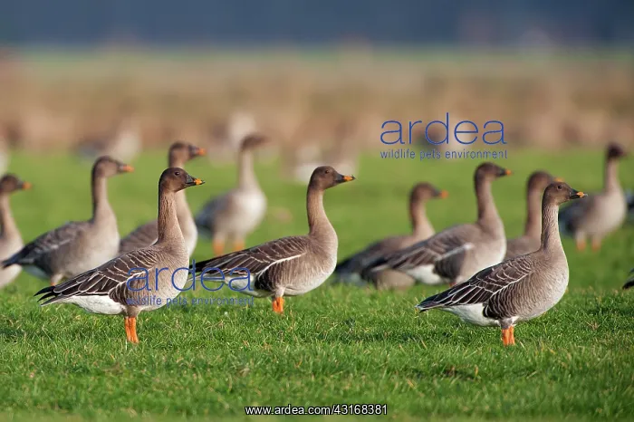  : Tundra Bean Goose