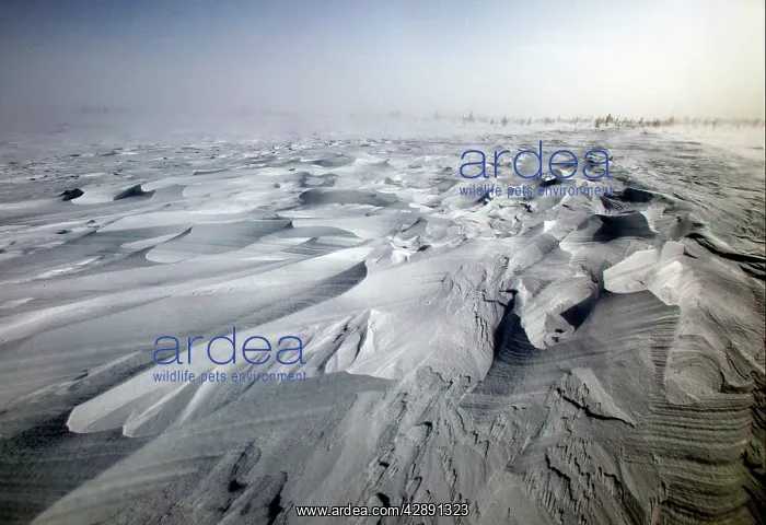  : Tundra. Churchill. Manitoba. Canada