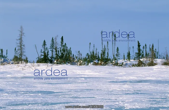  : Tundra - conifers showing stunted growth