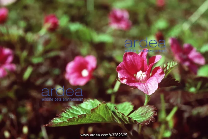 : TUNDRA FLOWER - Artic Raspberry : TUNDRA FLOWER - Artic Raspberry