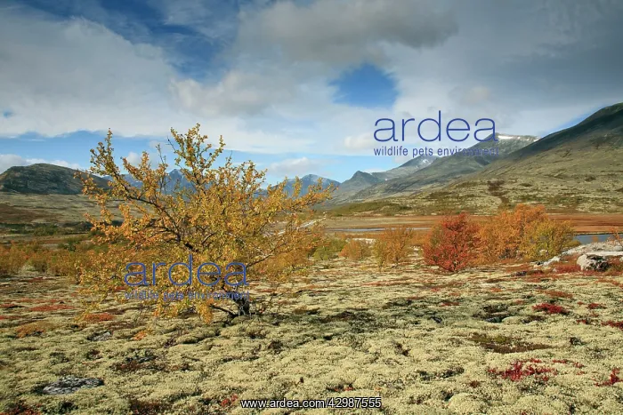: Tundra Landscape - in autumn colour : Tundra Landscape - in autumn colour