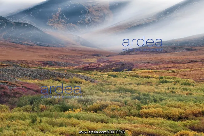 : Tundra Landscape Autumn Dempster Highway, near Dawson : Tundra Landscape Autumn Dempster Highway, near Dawson