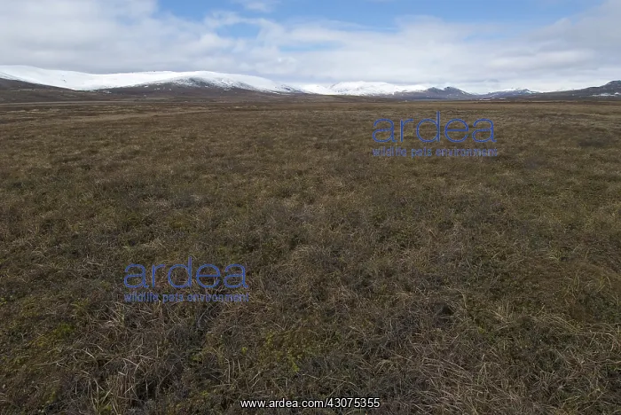  : Tundra and mountains in early summer