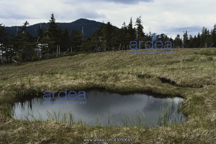 : Tundra Pothole in Alaska : Tundra Pothole in Alaska