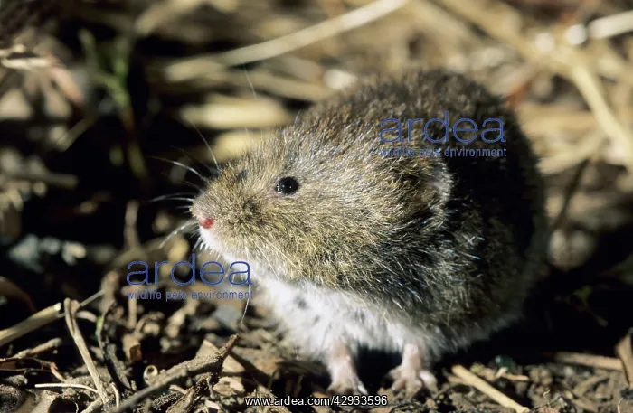 : Tundra / Root Vole - feeds on plants at river Negustyah : Tundra / Root Vole - feeds on plants at river Negustyah