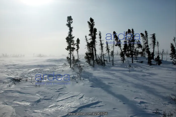 : Tundra in snow storm : Tundra in snow storm