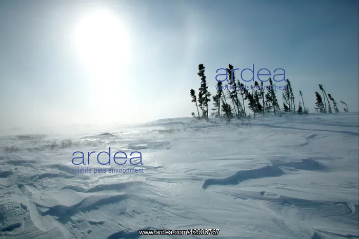 : Tundra - sun shining as snow is blown across landscape : Tundra - sun shining as snow is blown across landscape