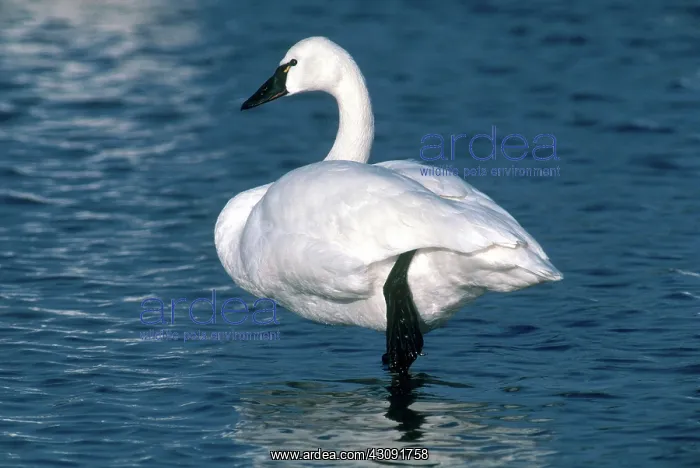 : Tundra Swan : Tundra Swan