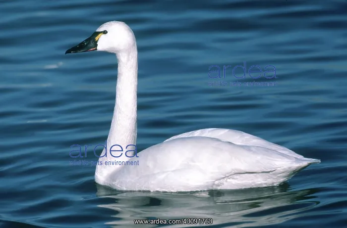 : Tundra Swan : Tundra Swan