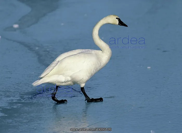: Tundra Swan : Tundra Swan