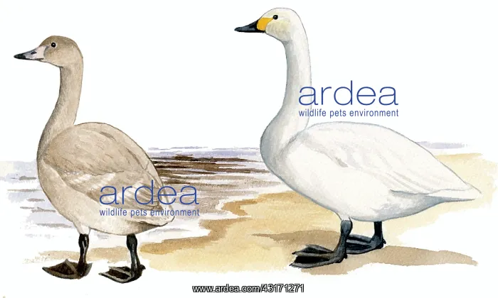  : Tundra Swan