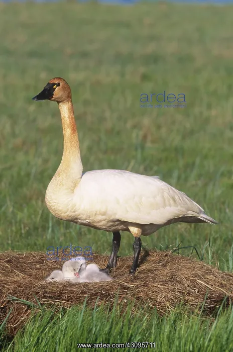 : Tundra Swan on nest : Tundra Swan on nest