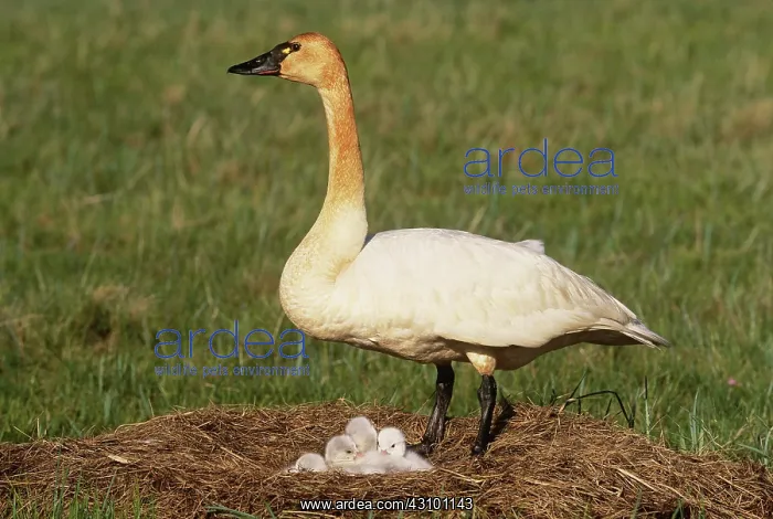 : Tundra Swan at nest with cygnets : Tundra Swan at nest with cygnets