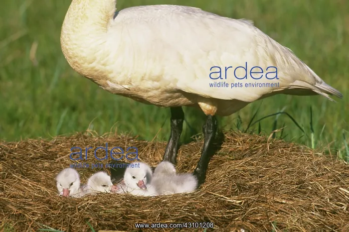 : Tundra Swan at nest with cygnets : Tundra Swan at nest with cygnets