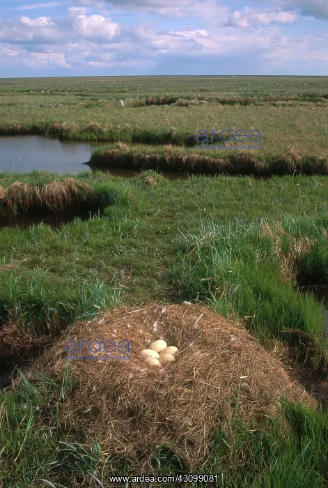 : Tundra Swan Nest with Eggs : Tundra Swan Nest with Eggs