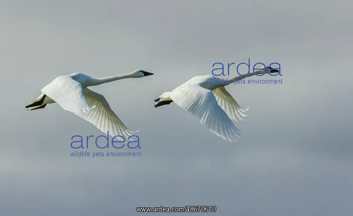 : Tundra swan pair flying over the arctic tundra of Northern : Tundra swan pair flying over the arctic tundra of Northern