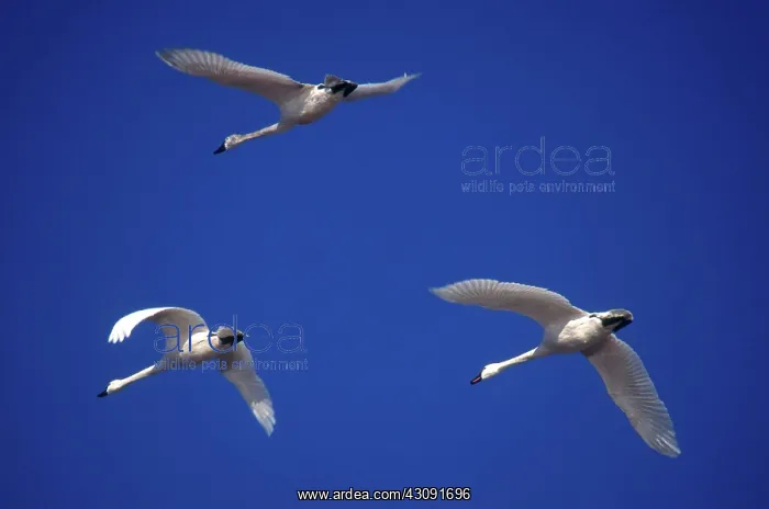 : Tundra Swans : Tundra Swans