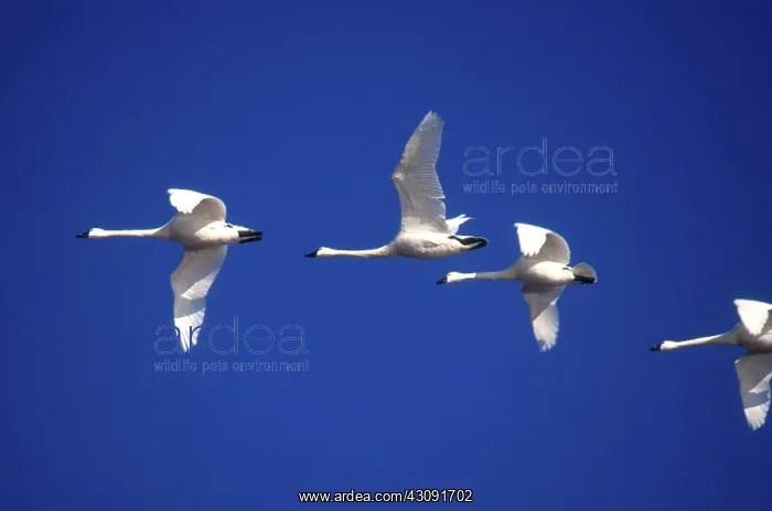 : Tundra Swans : Tundra Swans