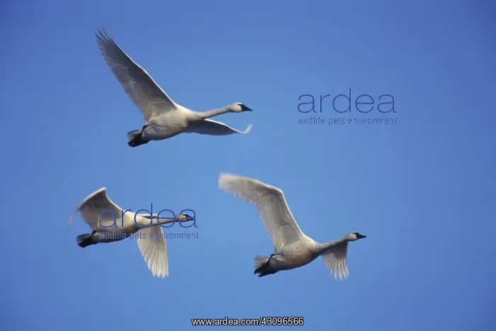: Tundra Swans : Tundra Swans