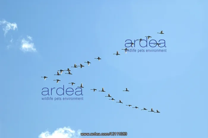 : Tundra Swans : Tundra Swans
