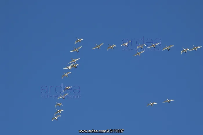 : Tundra Swans : Tundra Swans