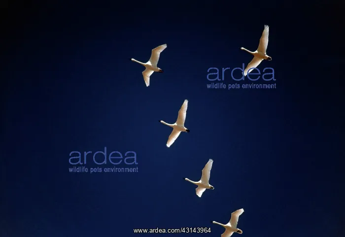 : Tundra Swans : Tundra Swans