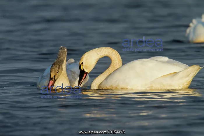 : Tundra Swans : Tundra Swans