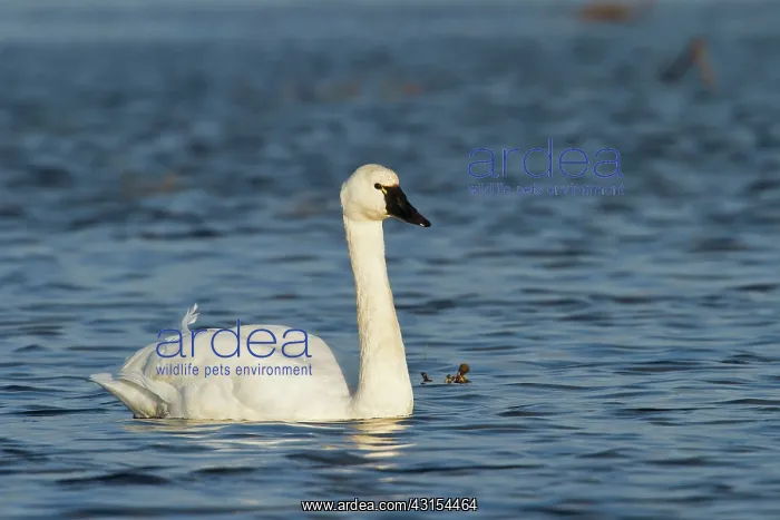 : Tundra Swans : Tundra Swans