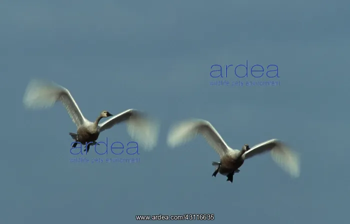 : Tundra Swans (Cygnus columbianus) in flight : Tundra Swans (Cygnus columbianus) in flight