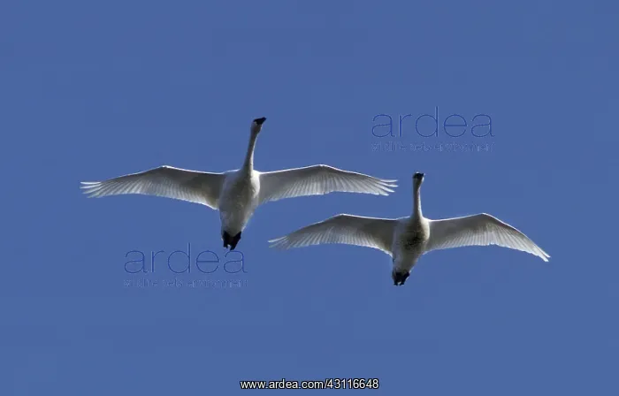 : Tundra Swans (Cygnus columbianus) in flight : Tundra Swans (Cygnus columbianus) in flight