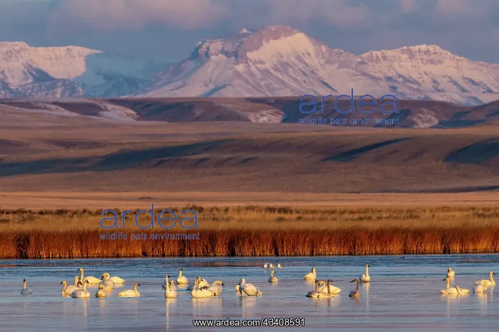 : Tundra Swans with Ear Mountain in background during : Tundra Swans with Ear Mountain in background during