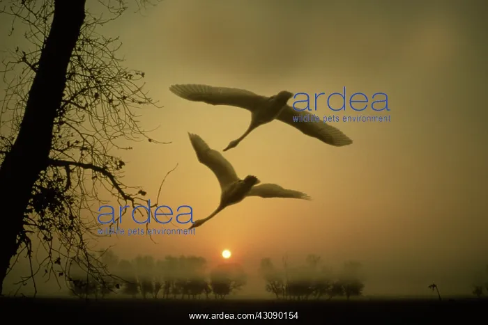 : Tundra Swans in flight : Tundra Swans in flight