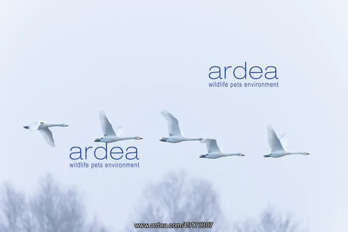 : Tundra Swans flight : Tundra Swans flight