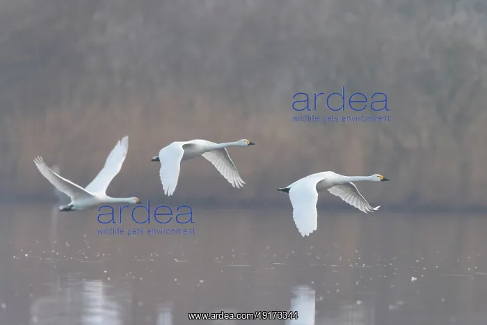 : Tundra Swans flight : Tundra Swans flight