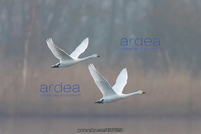 : Tundra Swans flight : Tundra Swans flight