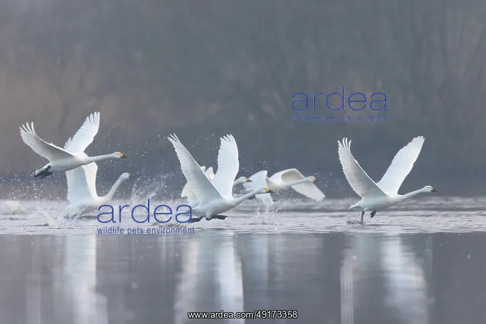 : Tundra Swans flight : Tundra Swans flight