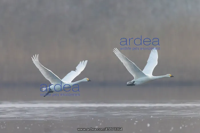 : Tundra Swans flight : Tundra Swans flight