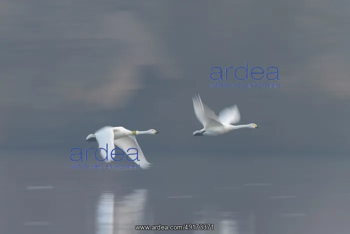  : Tundra Swans flight