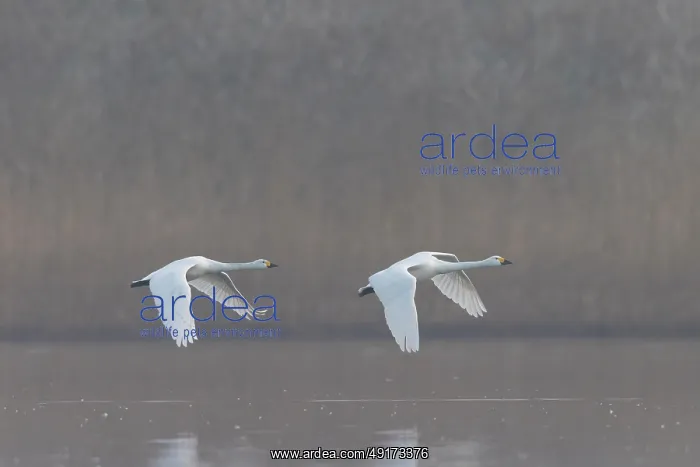 : Tundra Swans flight : Tundra Swans flight