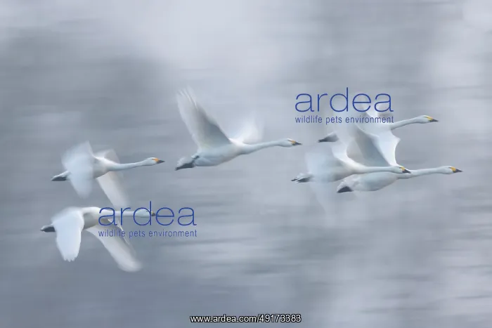 : Tundra Swans flight : Tundra Swans flight