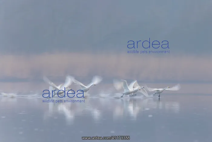 : Tundra Swans flight : Tundra Swans flight
