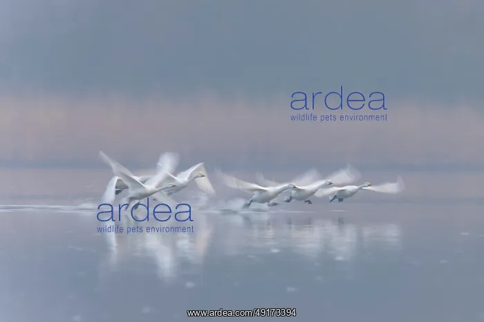: Tundra Swans flight : Tundra Swans flight